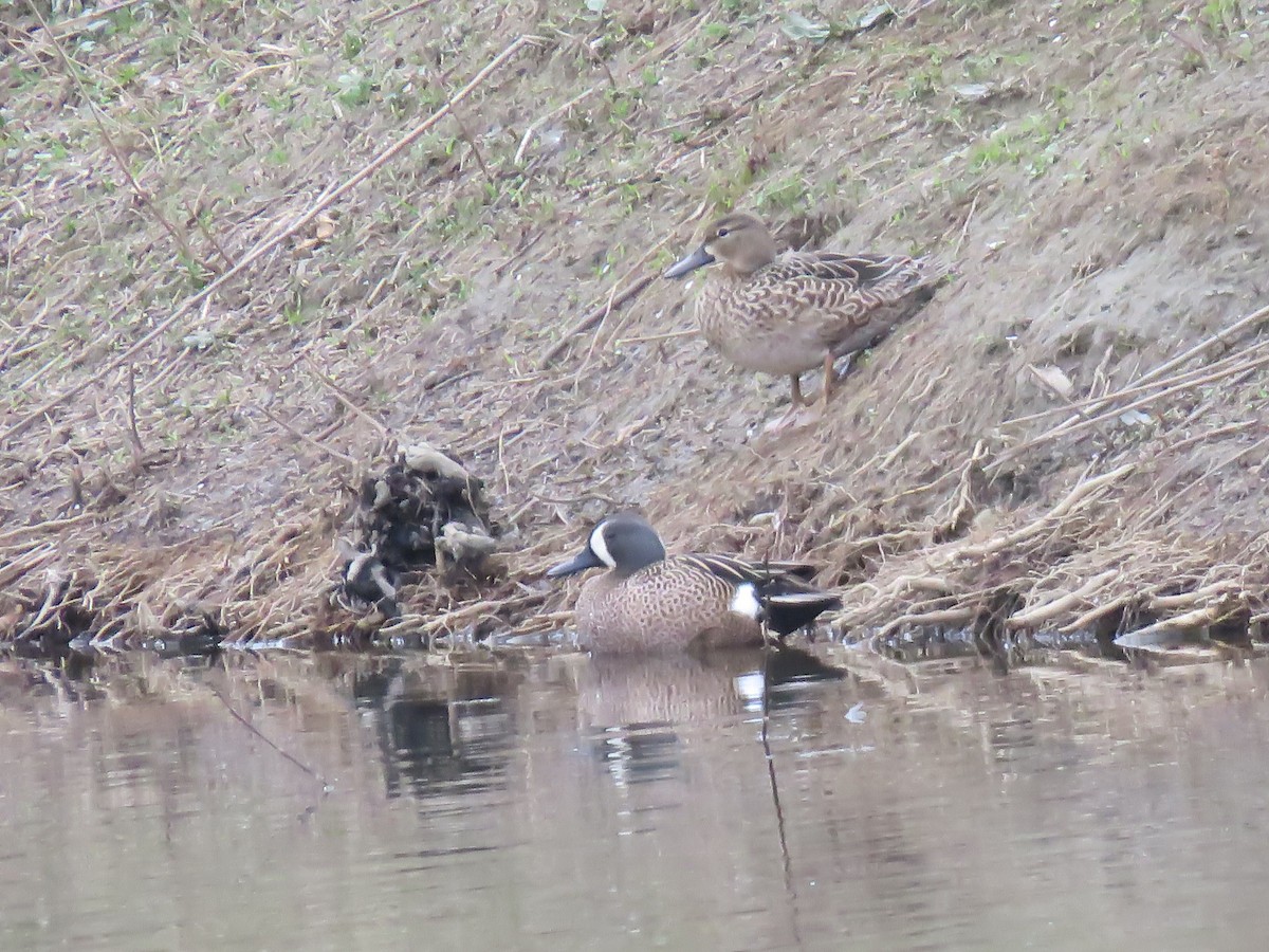 Blue-winged Teal - Seth McComsey