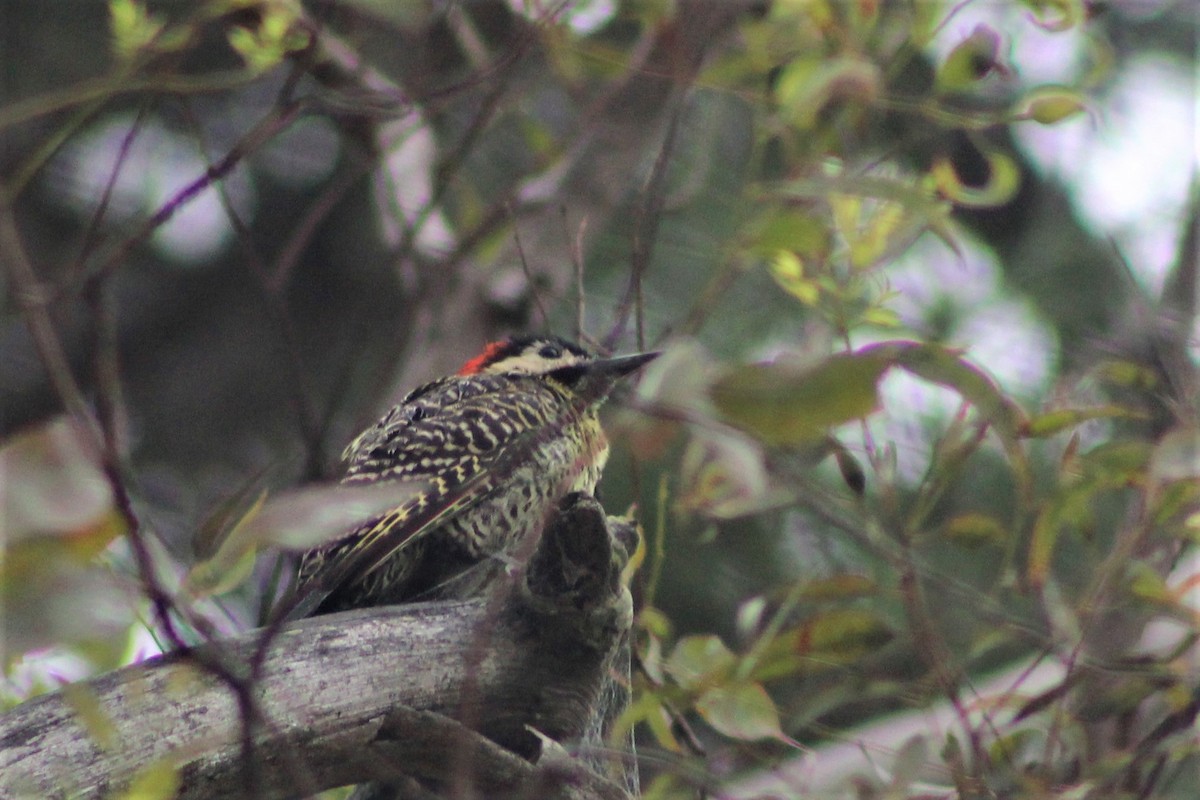 Green-barred Woodpecker - ML219703011