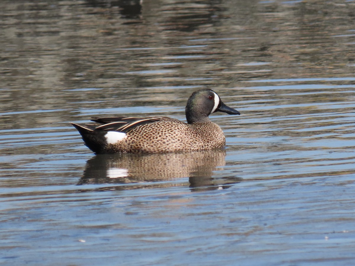 Blue-winged Teal - Alane Gray
