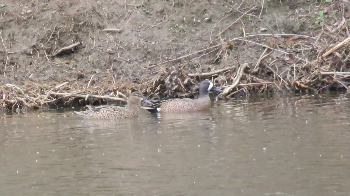 Blue-winged Teal - Seth McComsey