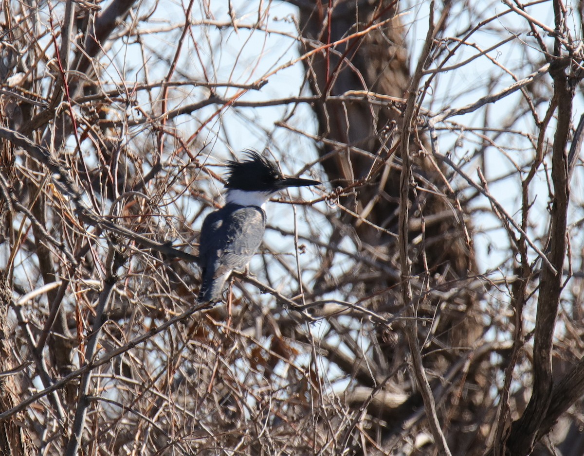 Belted Kingfisher - ML219705101