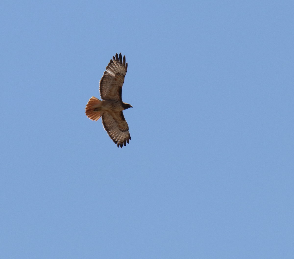 Red-tailed Hawk - ML219705251