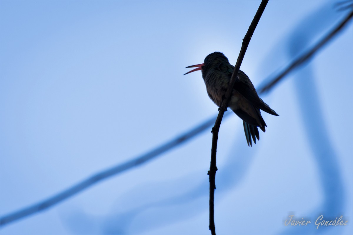 Gilded Hummingbird - ML219705831