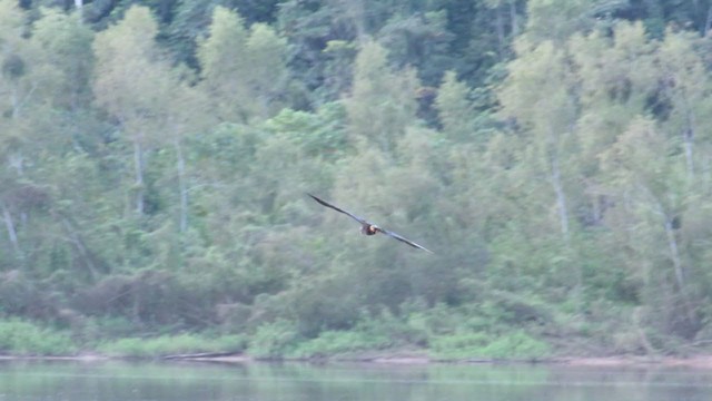Black Caracara - ML219709891