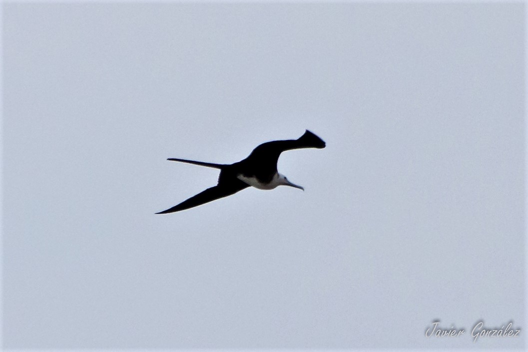 Magnificent Frigatebird - ML219711291