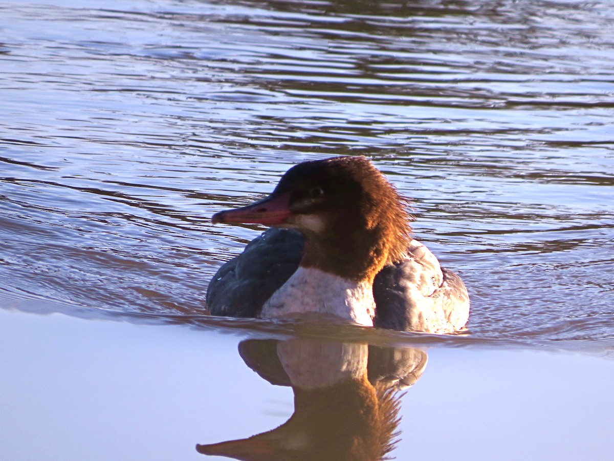 Common Merganser - ML21971151