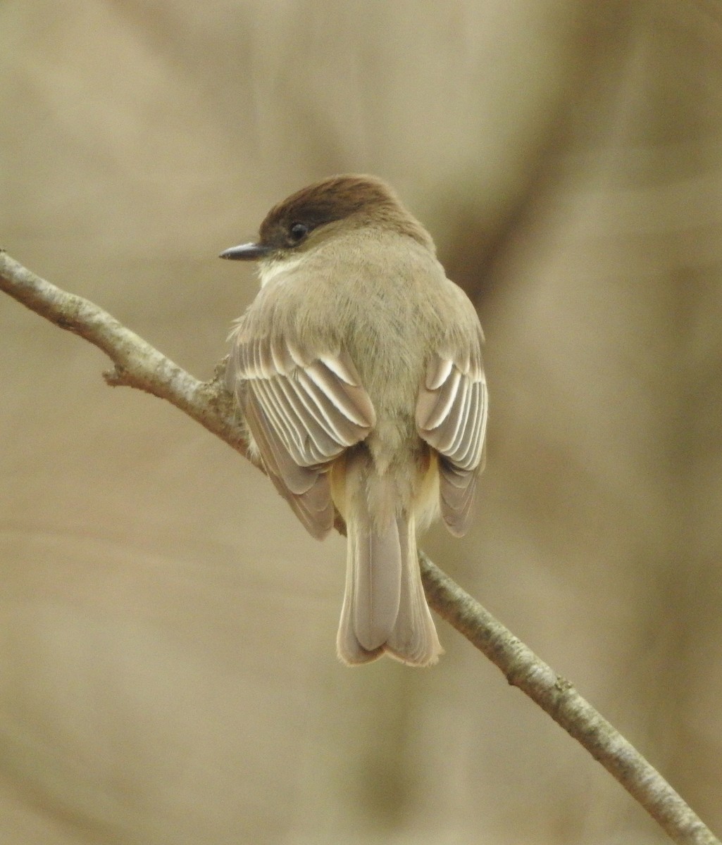 Eastern Phoebe - ML219712721