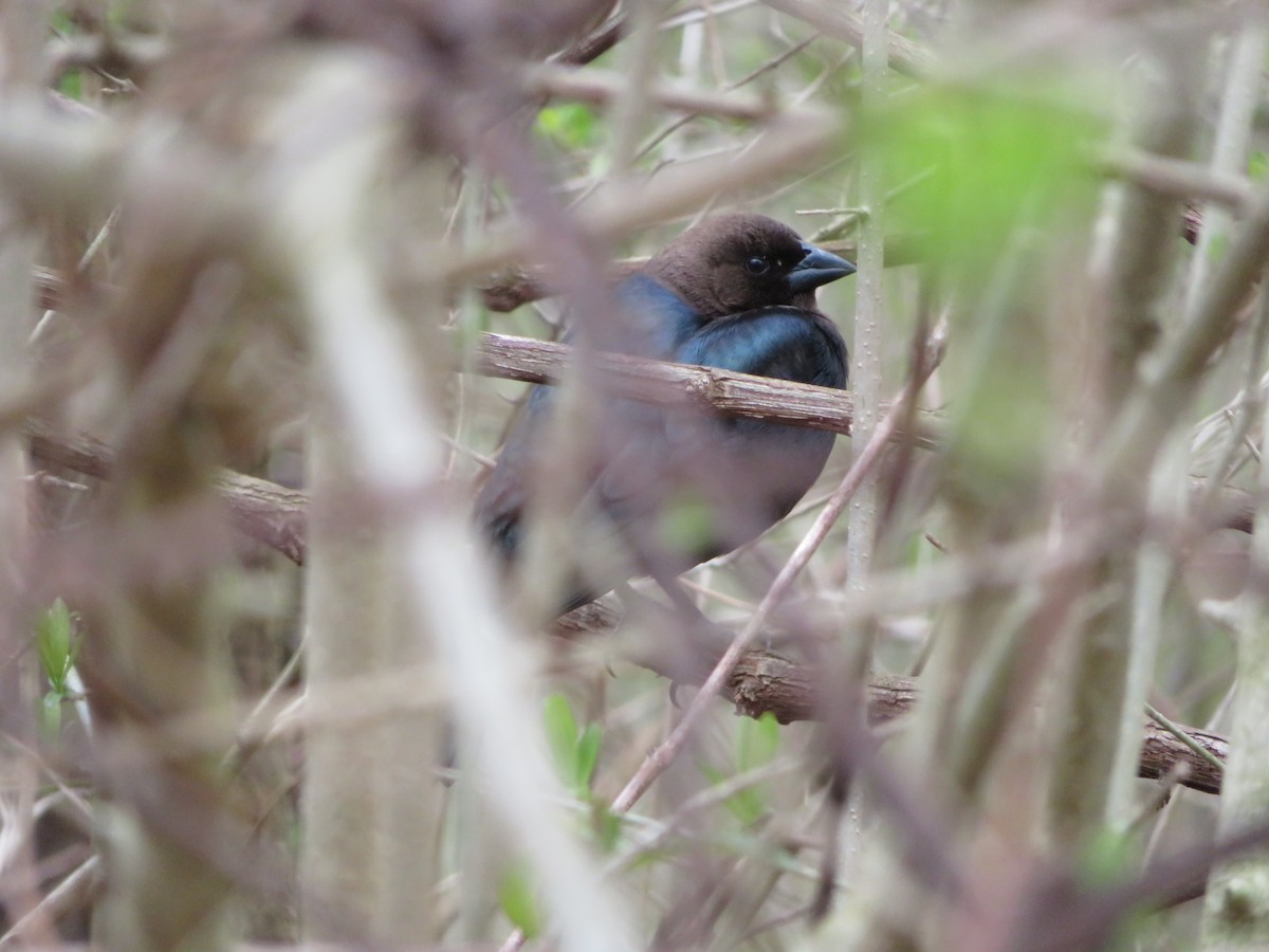 Brown-headed Cowbird - ML219712731