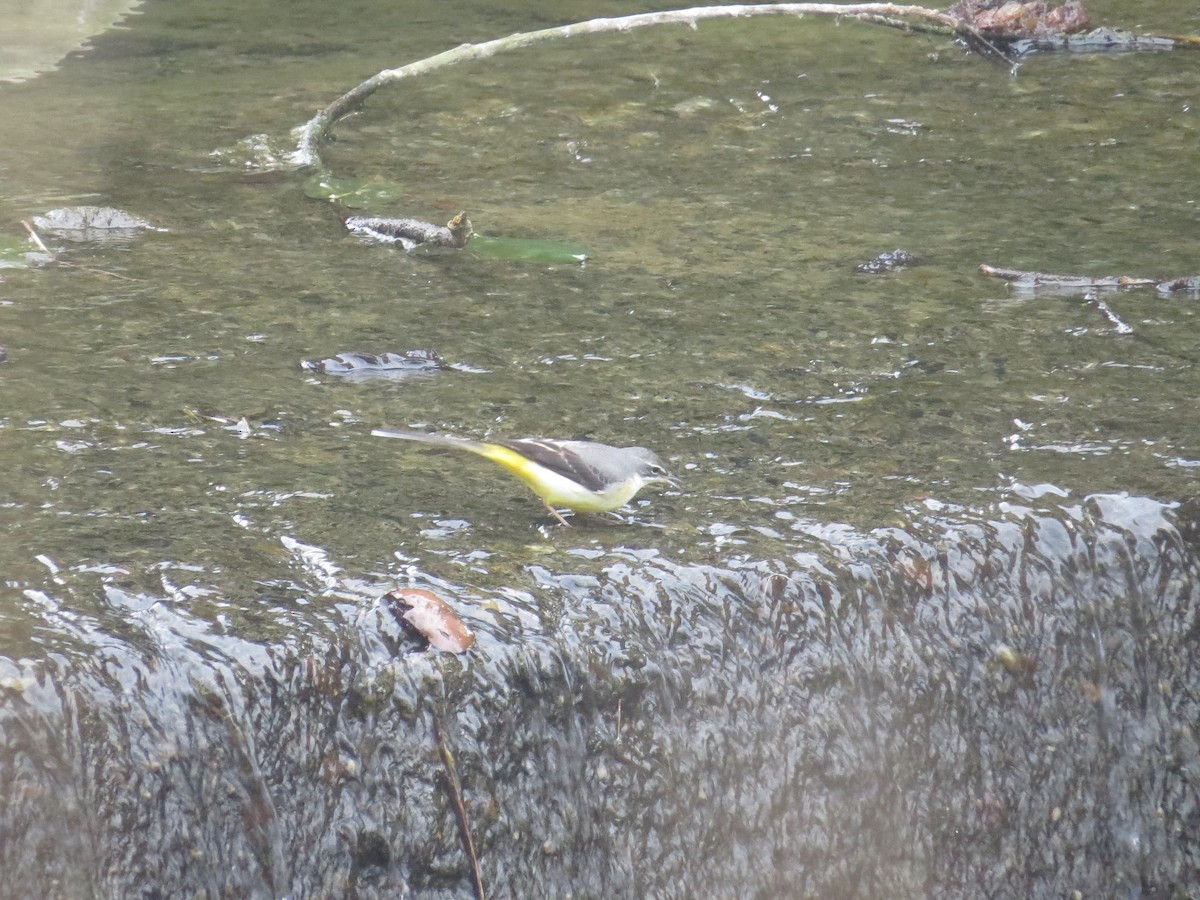 Gray Wagtail - ML21971281