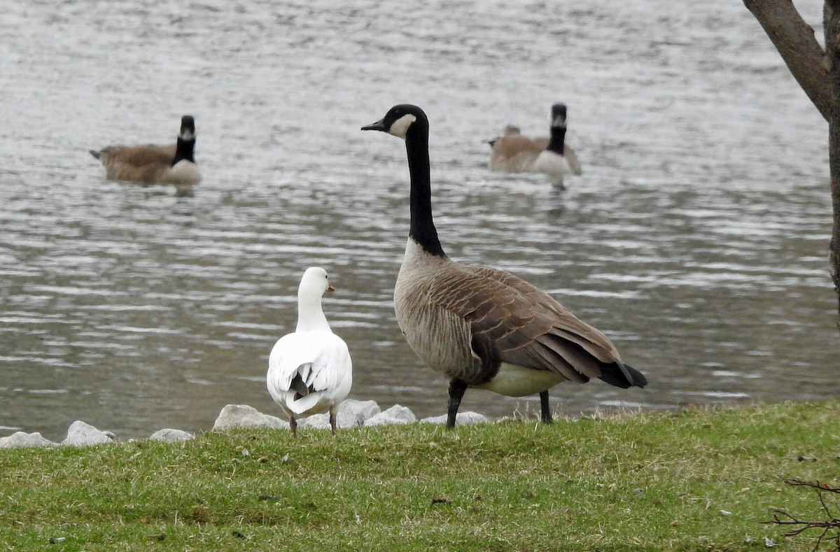 Ross's Goose - Matt Kalwasinski