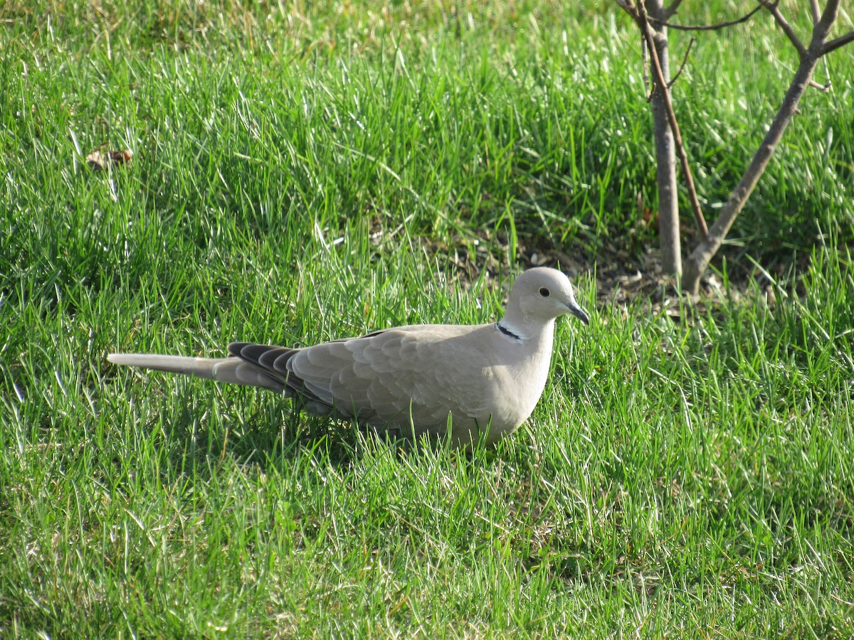 Eurasian Collared-Dove - Vollie Rifner