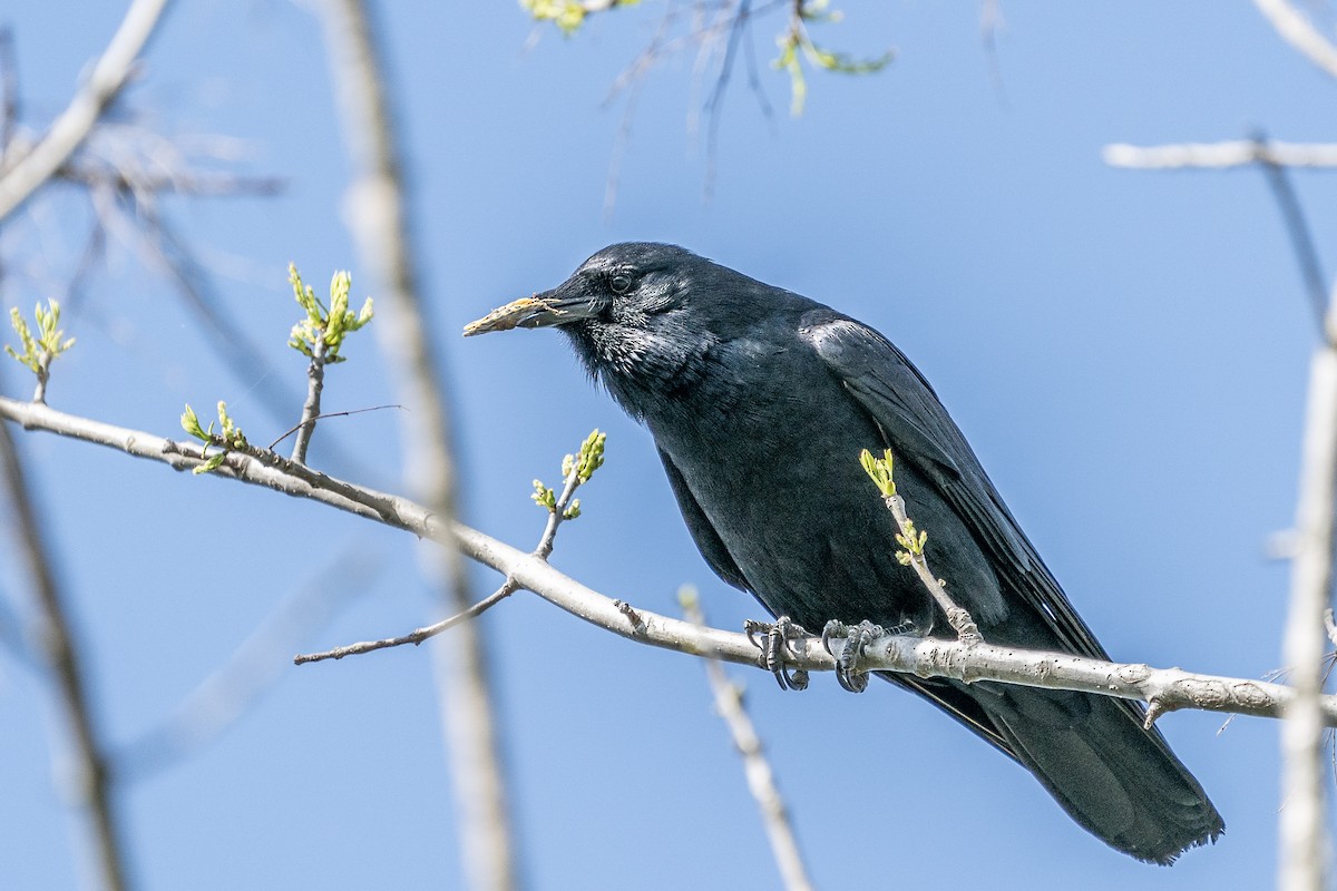 Fish Crow - Bill Wood