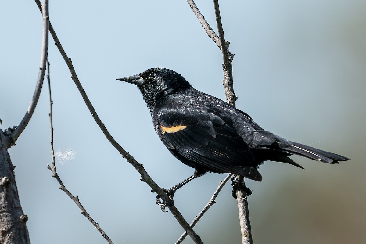 Red-winged Blackbird - Bill Wood