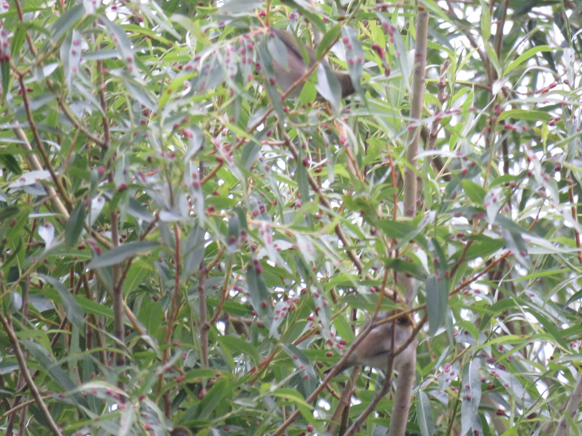 Silvereye - Ian  Woodford