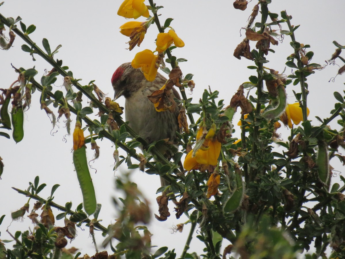 Lesser Redpoll - Ian  Woodford