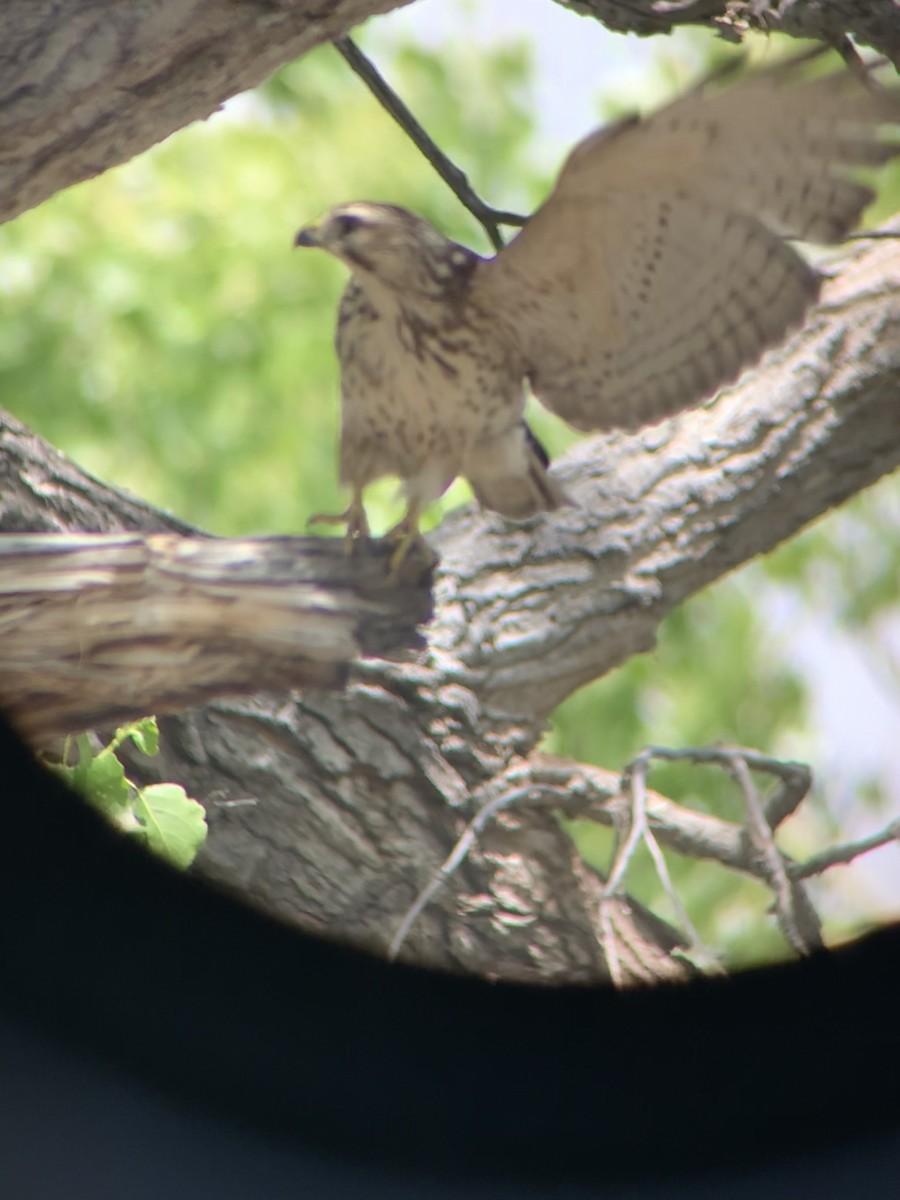 Broad-winged Hawk - ML219715091