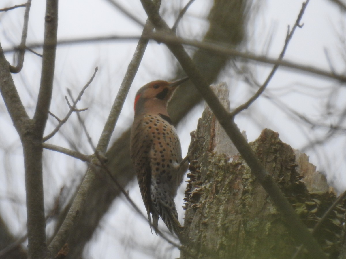 Northern Flicker - ML219716311