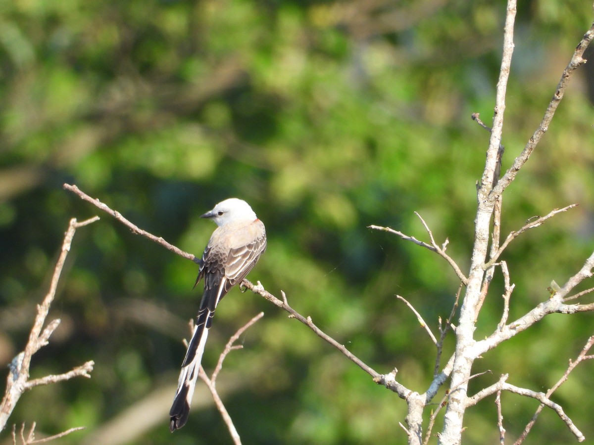 Scissor-tailed Flycatcher - ML219717741