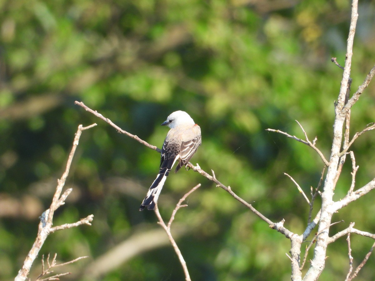 Scissor-tailed Flycatcher - ML219717791