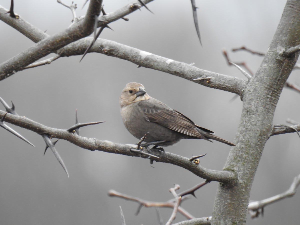 Brown-headed Cowbird - ML219718241