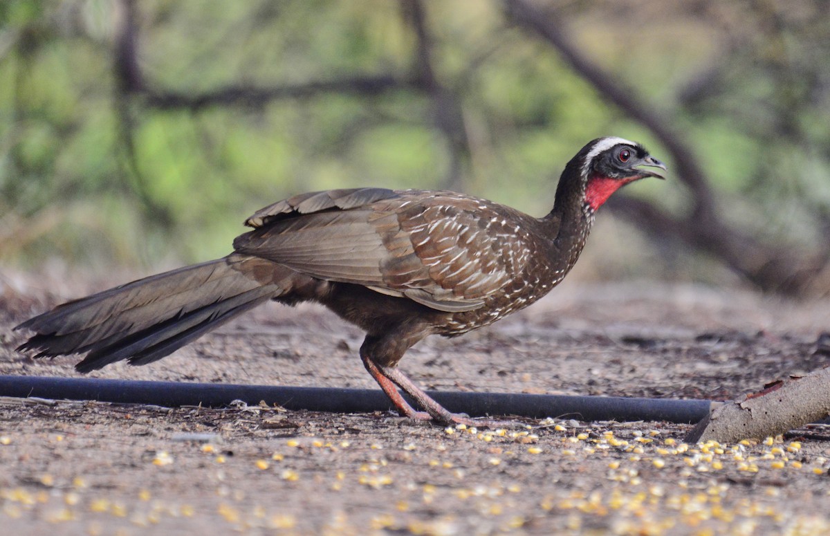 White-browed Guan - ML219719911