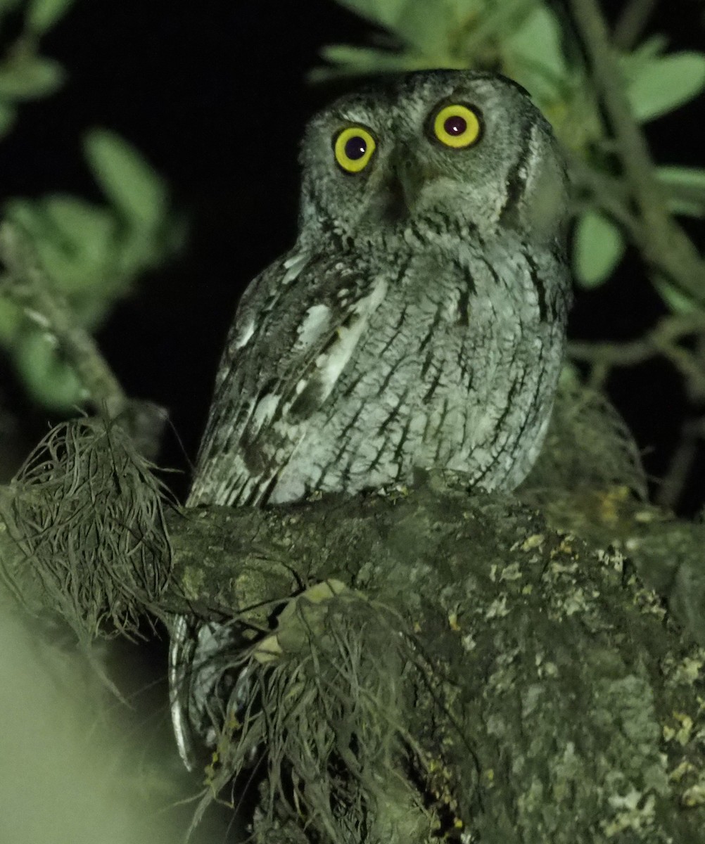 Eastern Screech-Owl - Stephan Lorenz