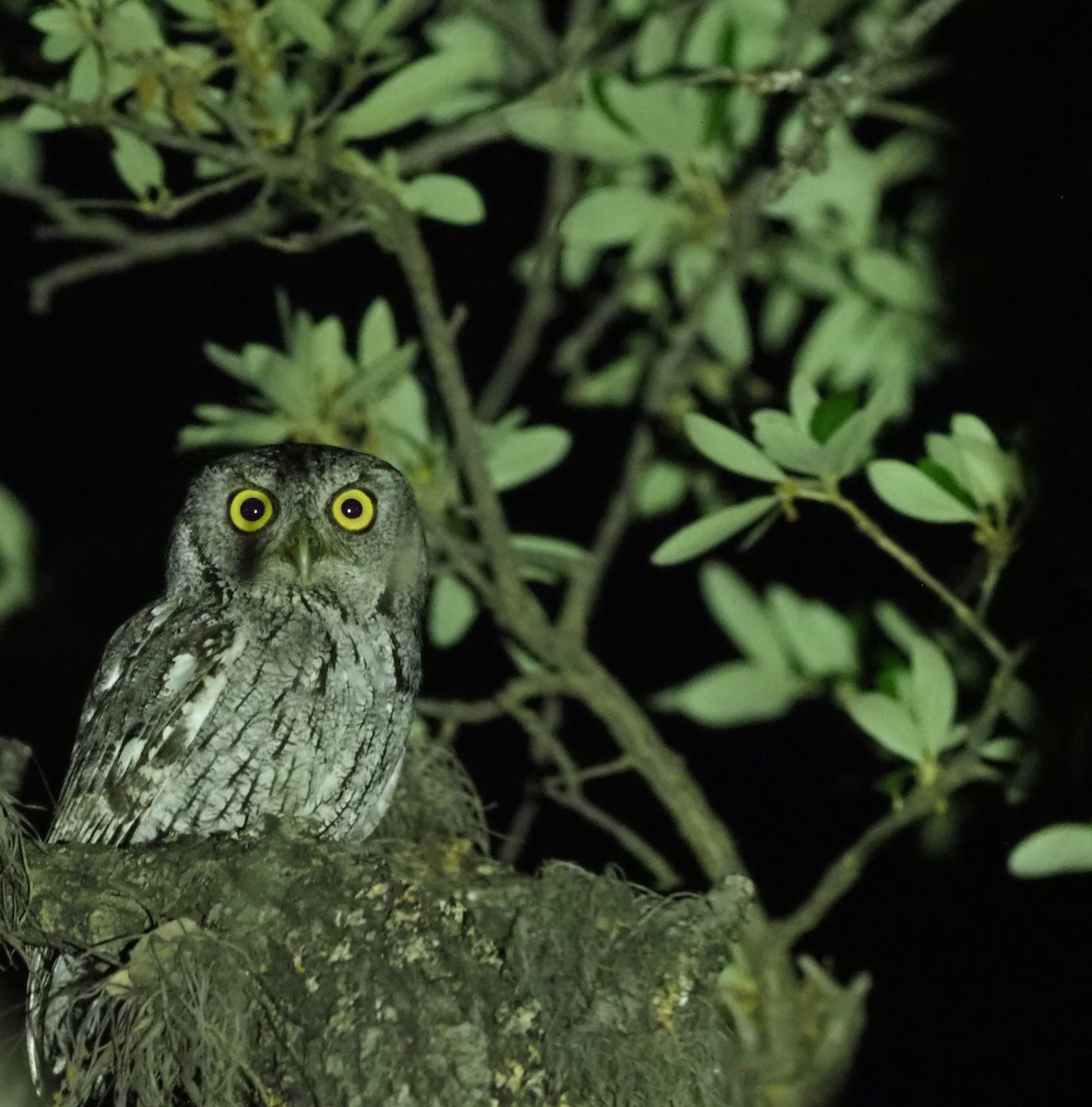 Eastern Screech-Owl - Stephan Lorenz