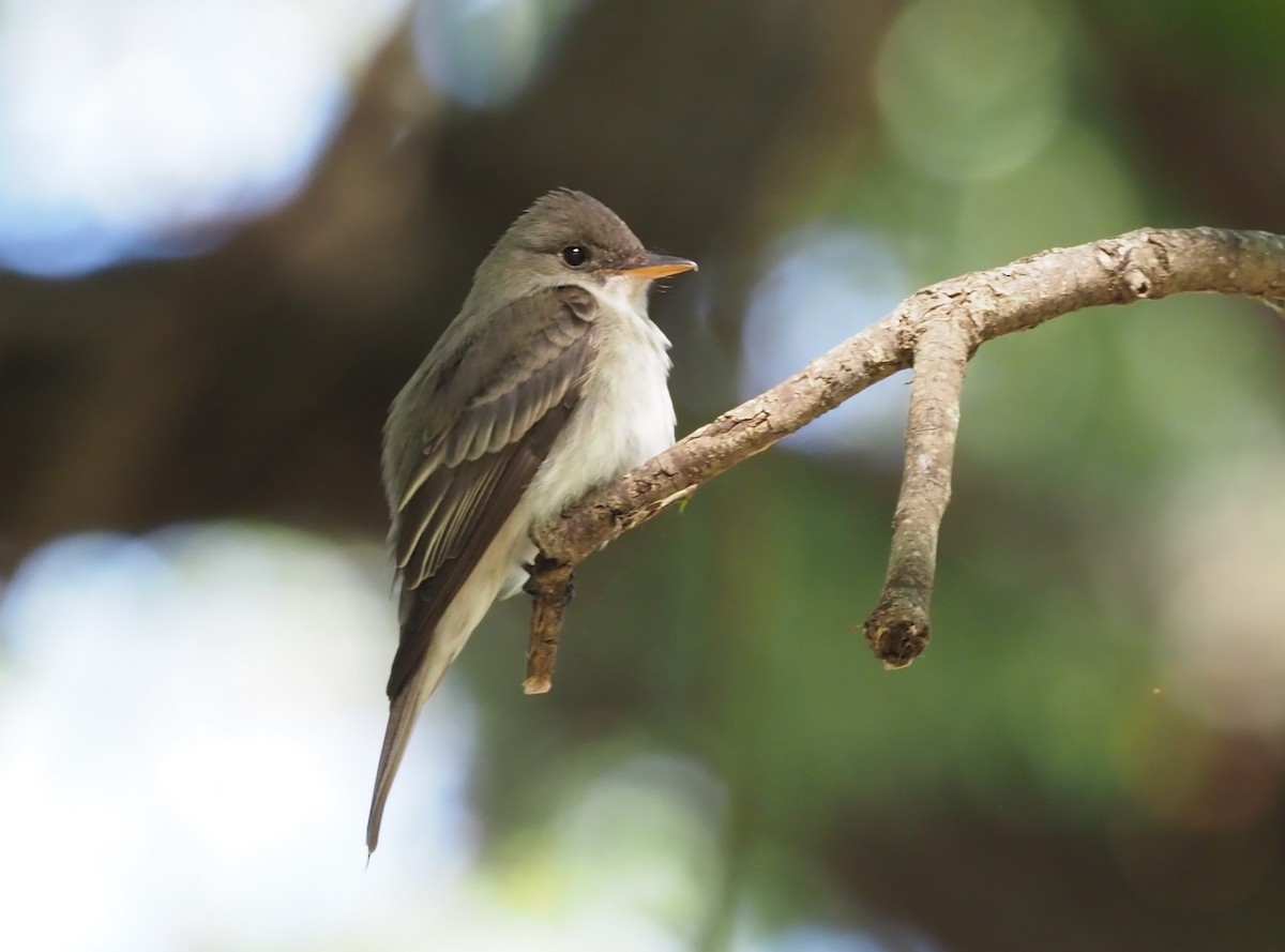 Eastern Wood-Pewee - ML219721771