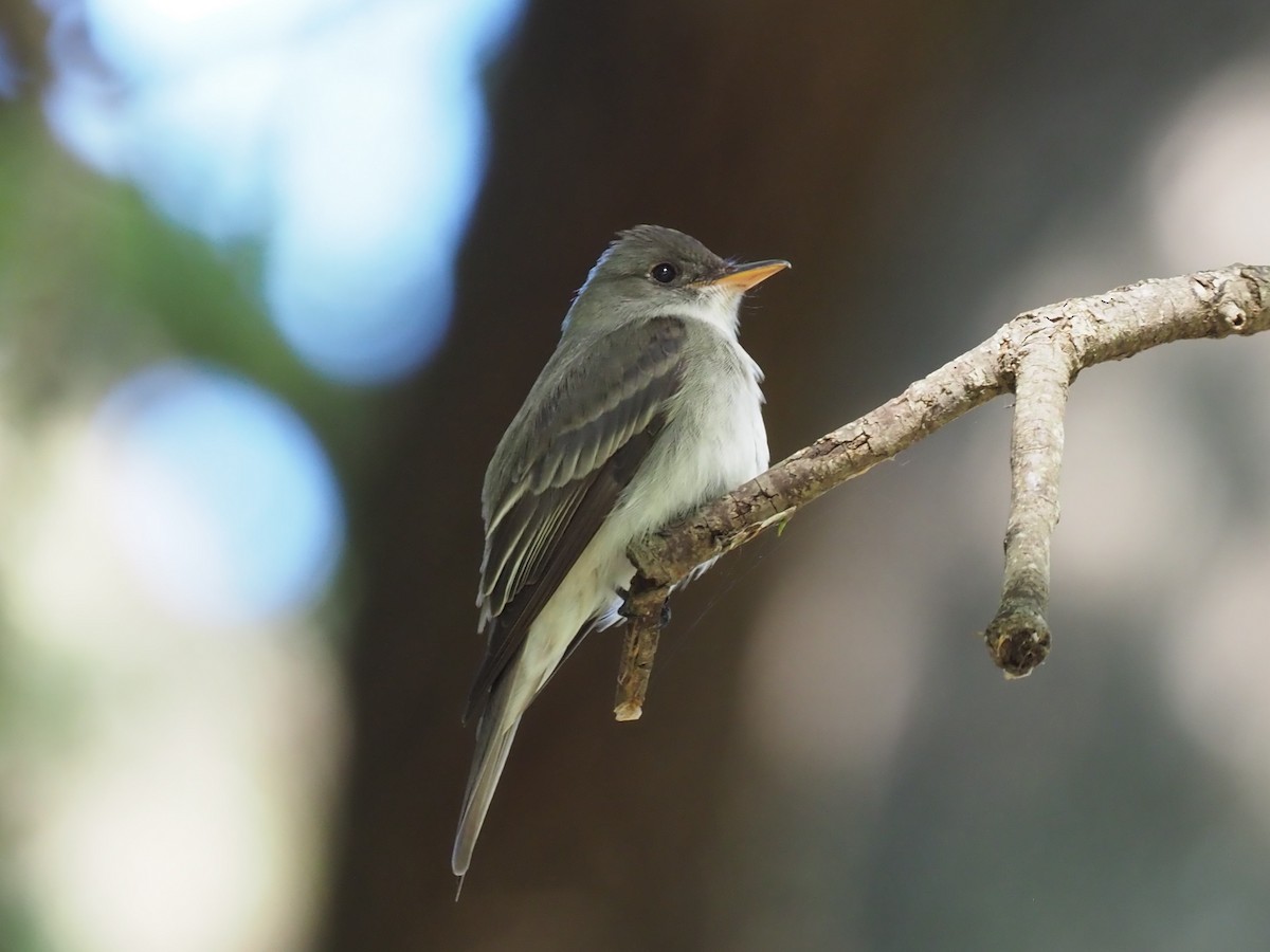 Eastern Wood-Pewee - ML219722001