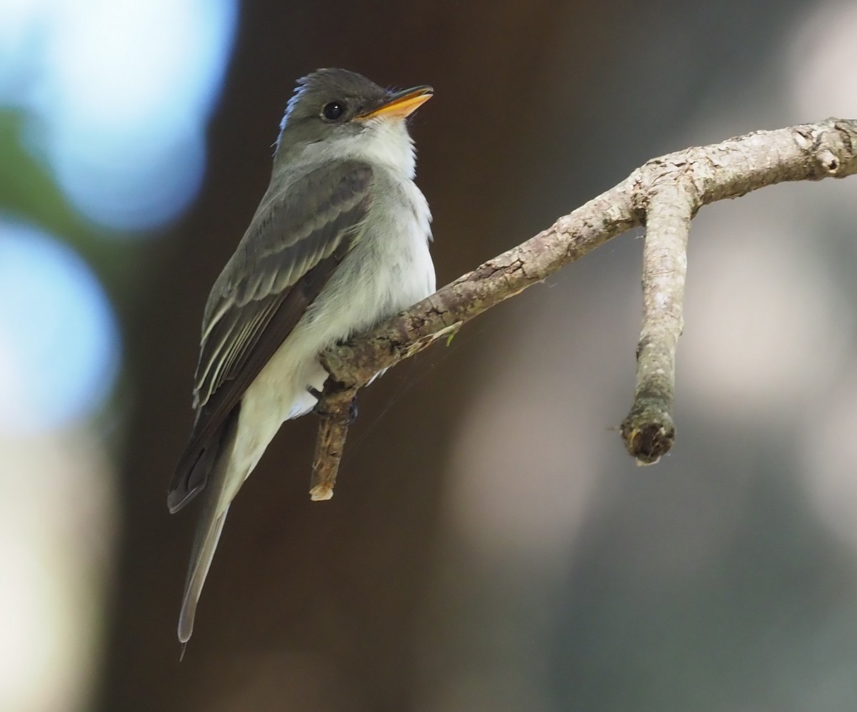 Eastern Wood-Pewee - ML219722041