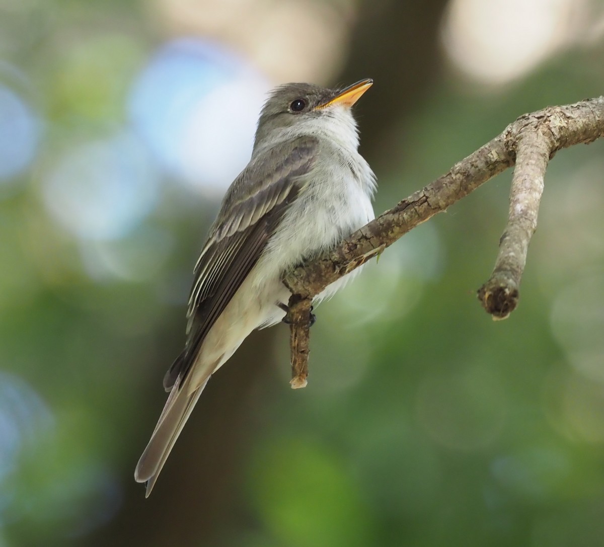 Eastern Wood-Pewee - ML219722161