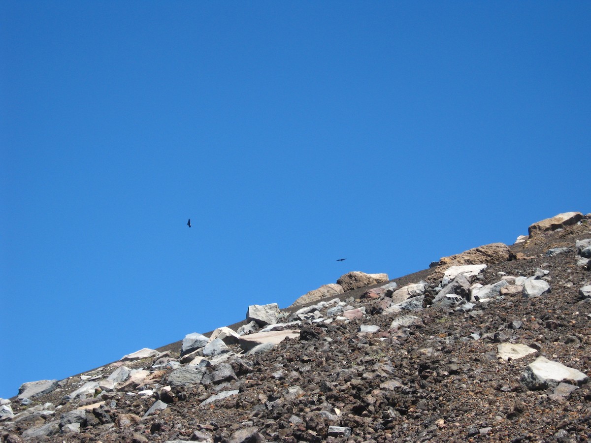 Condor des Andes - ML219723291