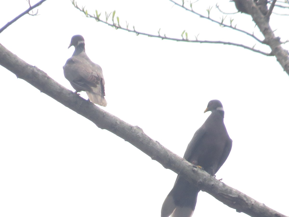 Band-tailed Pigeon - ML219724931