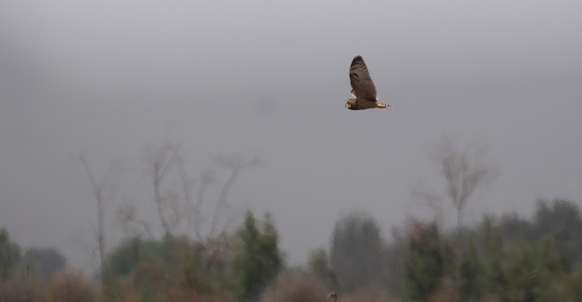 Short-eared Owl - ML219726521