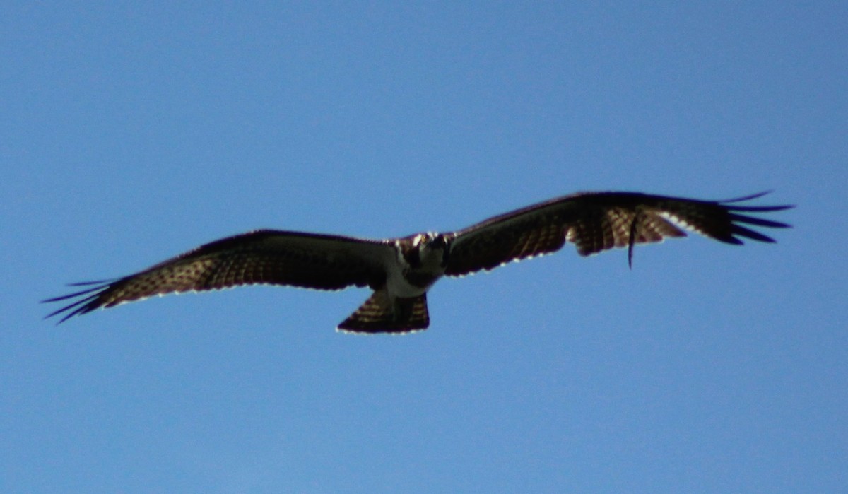 Águila Pescadora - ML21972731