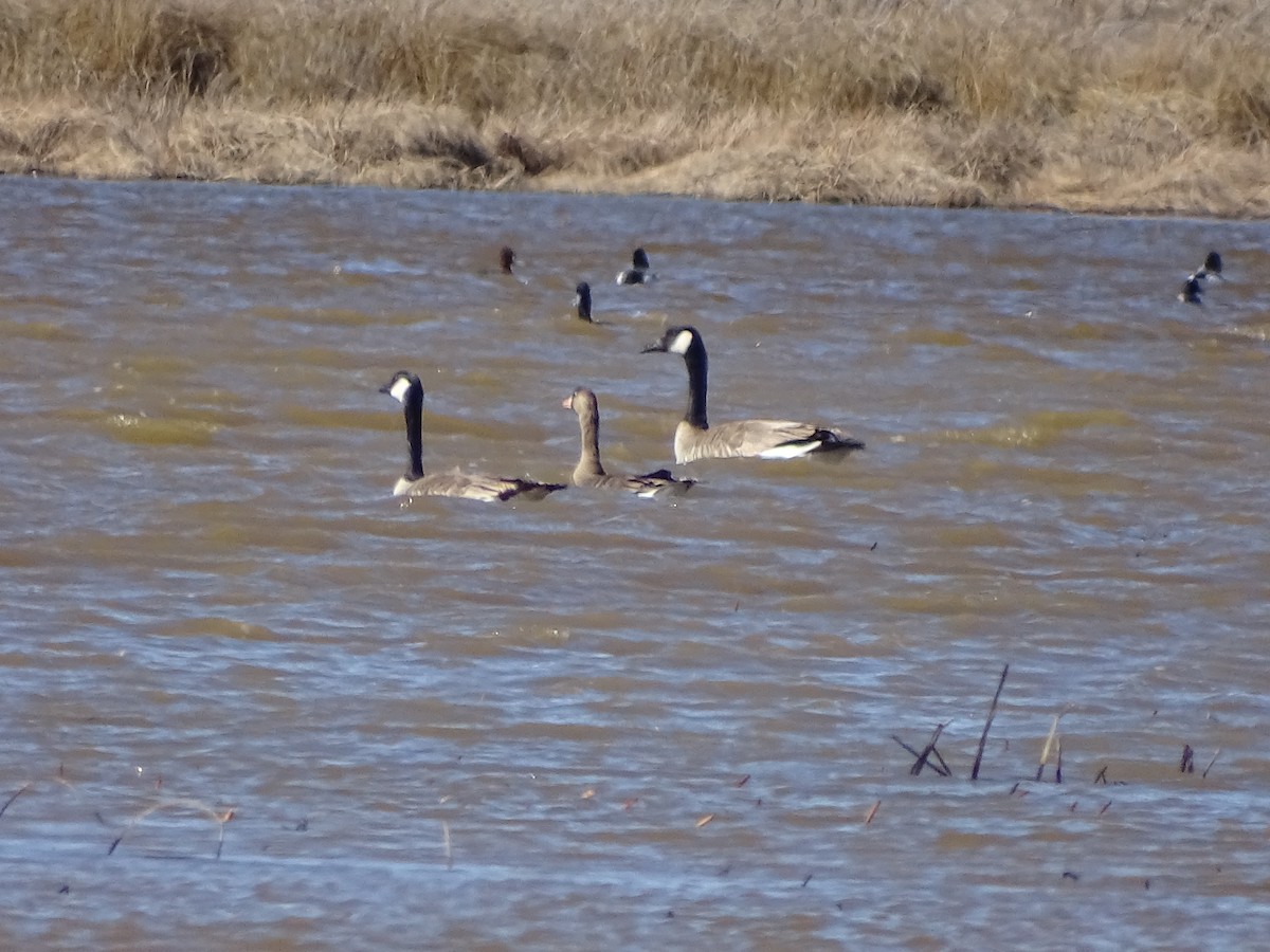Greater White-fronted Goose - ML219728051