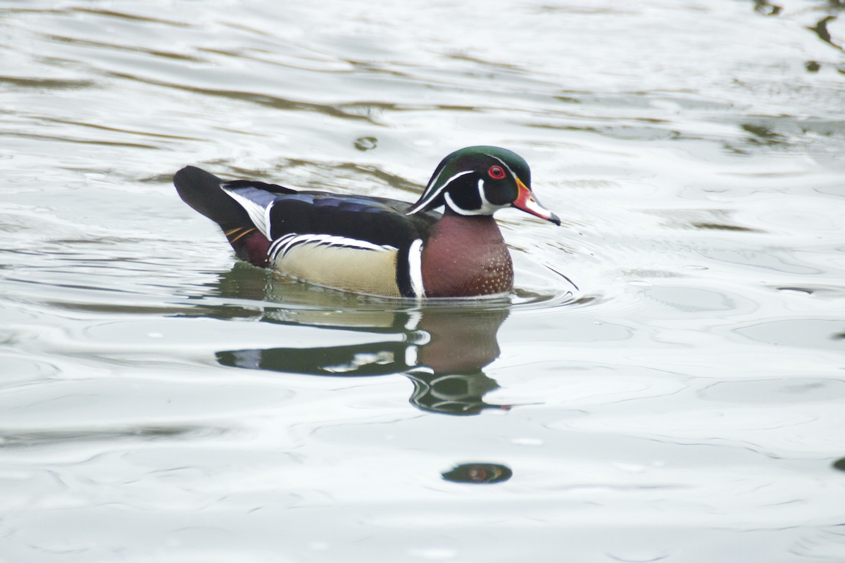 Wood Duck - ML219728091