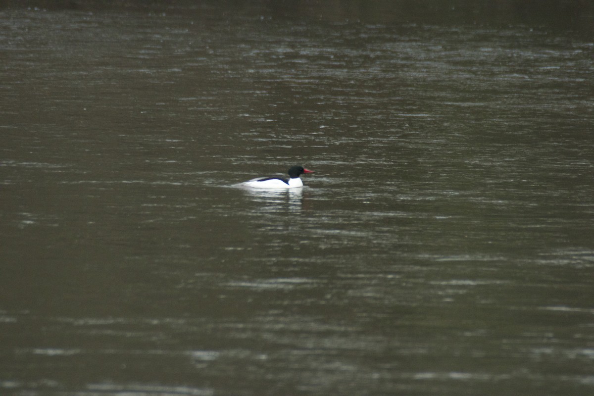 Common Merganser - Hanh Tran