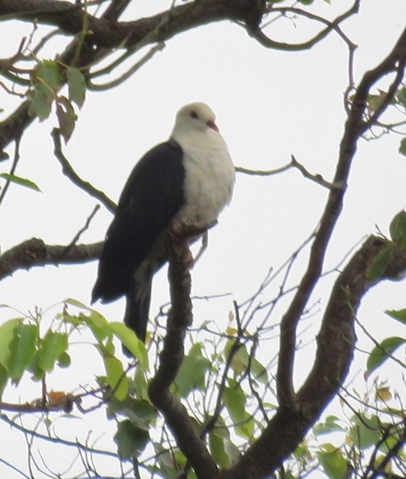 White-headed Pigeon - ML219728301