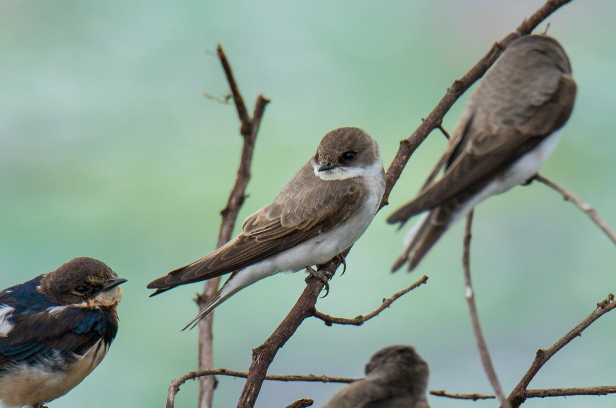 Pale Martin - ML219731181