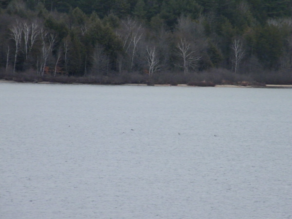 Red-necked Grebe - ML21973161