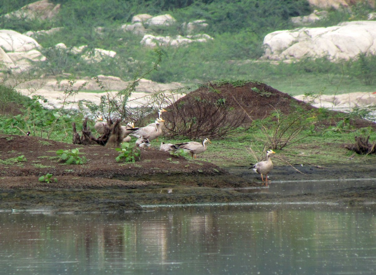 Bar-headed Goose - Sharang Satish