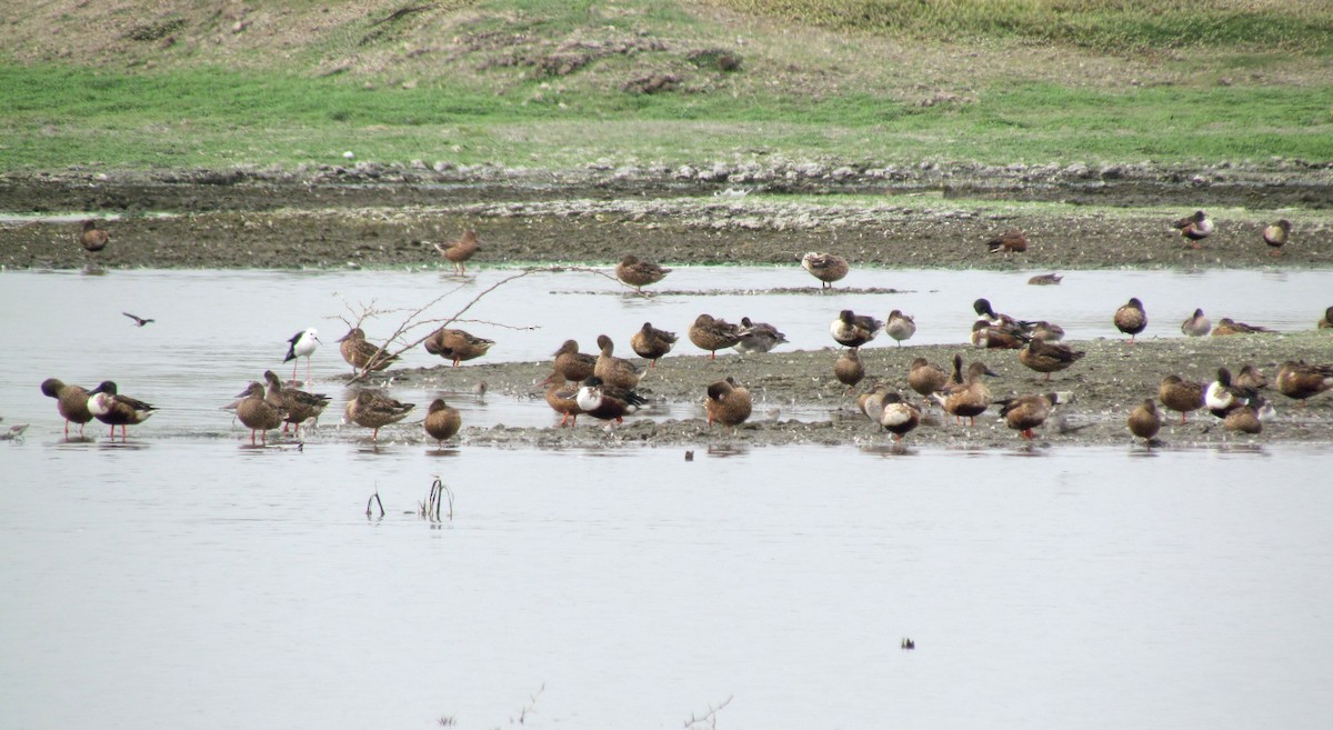 Northern Shoveler - ML21973371