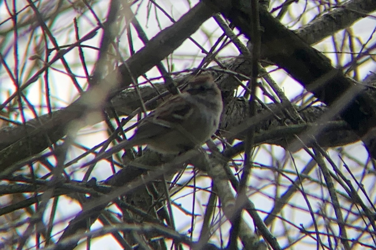 American Tree Sparrow - ML219737271