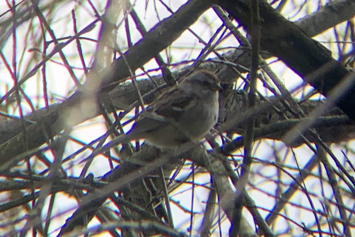 American Tree Sparrow - ML219737311