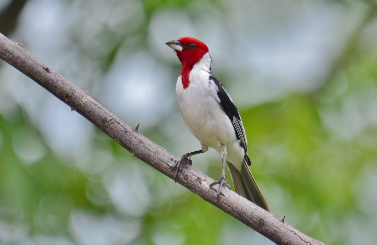Red-cowled Cardinal - ML219737591