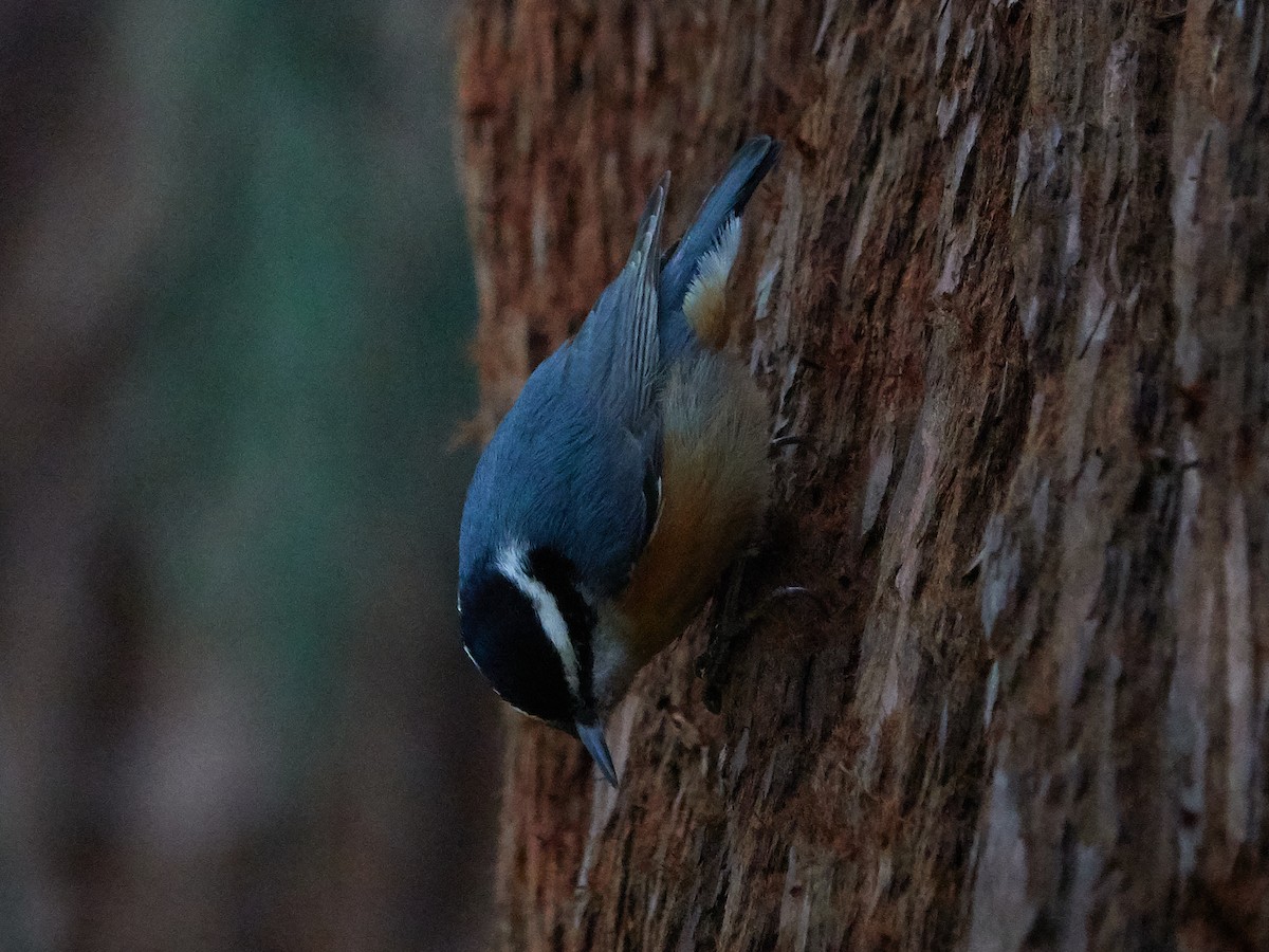 Red-breasted Nuthatch - ML219739201