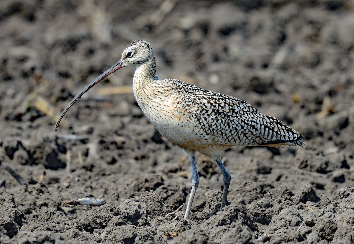 Long-billed Curlew - ML219739361