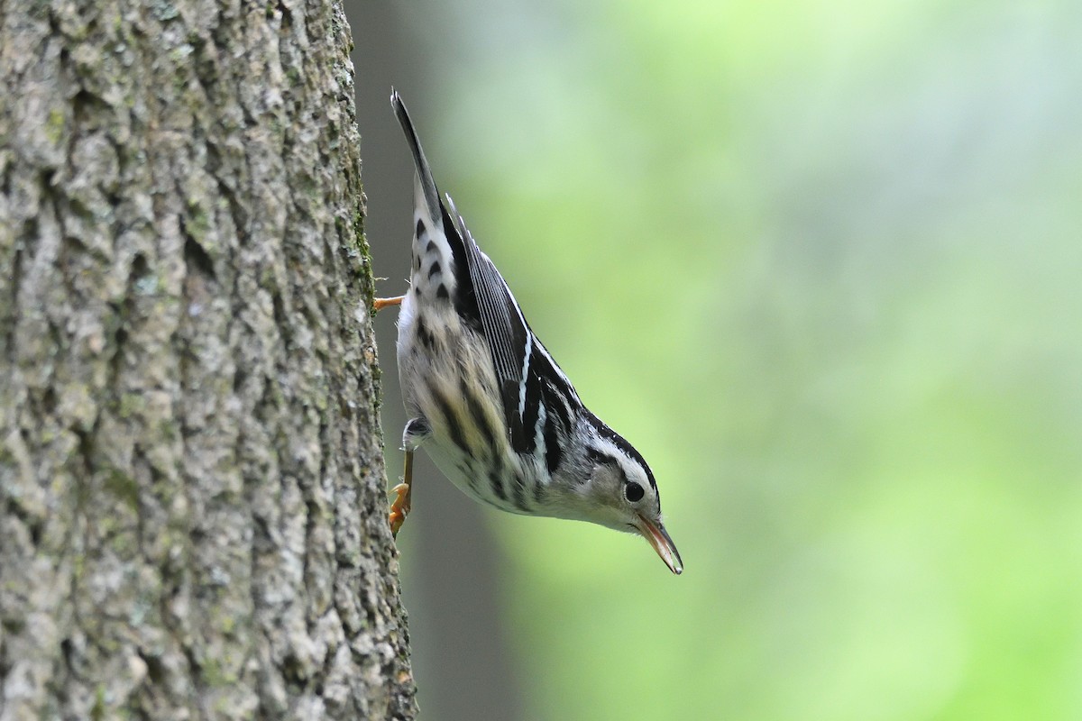 Black-and-white Warbler - terence zahner