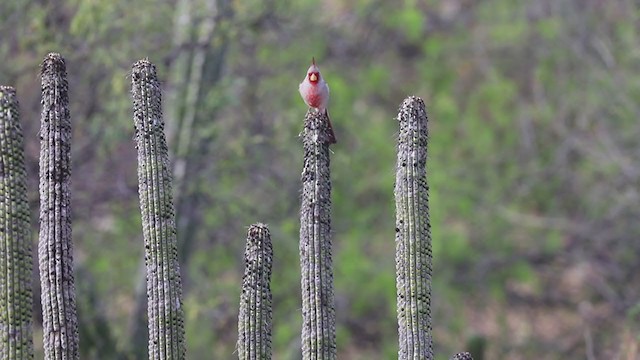 ørkenkardinal - ML219745131